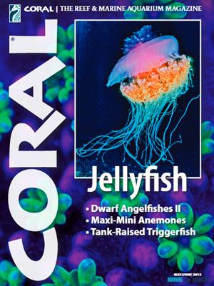 Časopis CORAL - "Jellyfish"