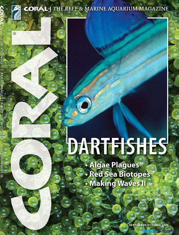 CORAL - DARTFISHES (SEP-OCT´20)
