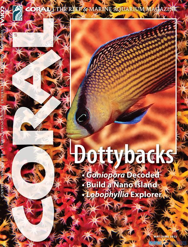 CORAL - Dottybacks (MAY-JUNE22)
