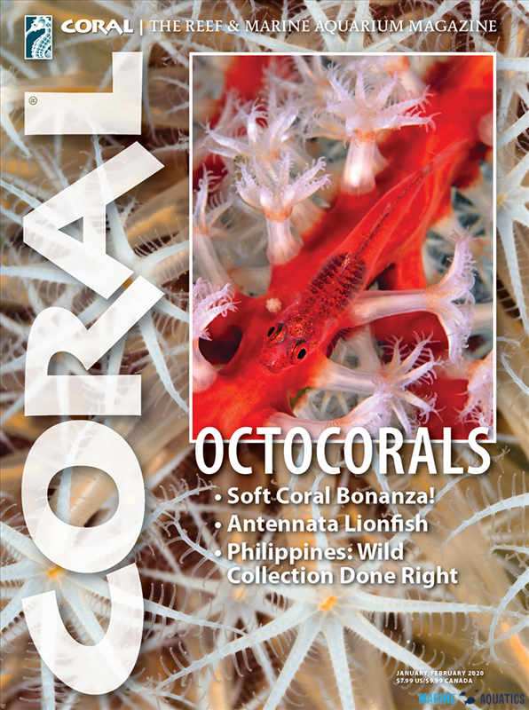 CORAL - OCTOCORALS (JAN-FEB´20)