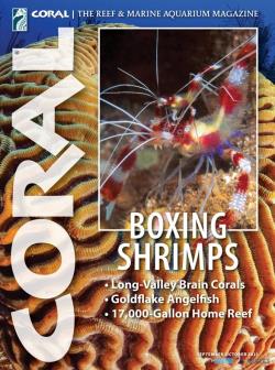 CORAL - Boxing shrimps (SEP-OCT22)