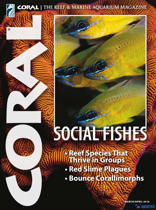 CORAL magazine -