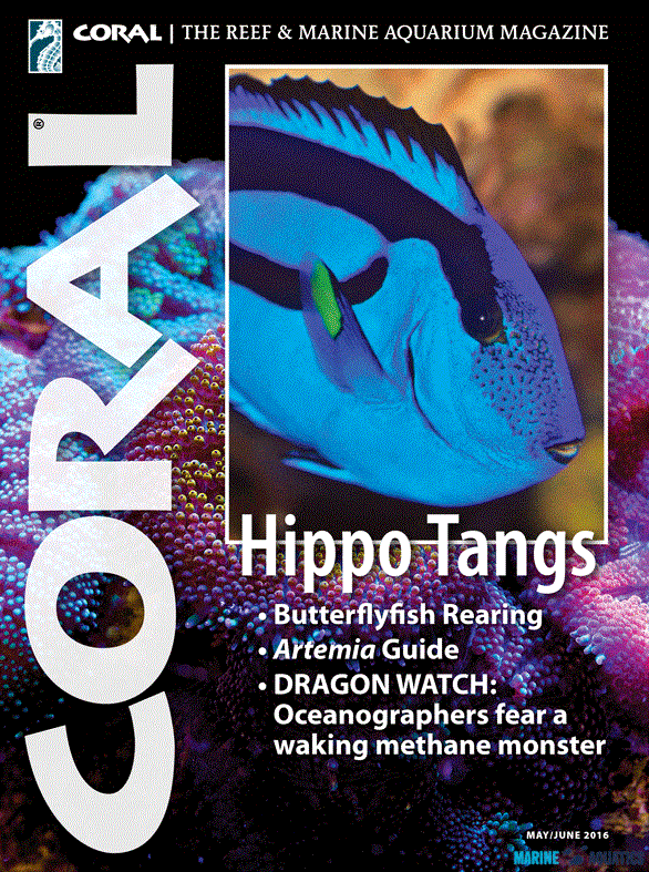 CORAL magazine - "Hippo Tangs"