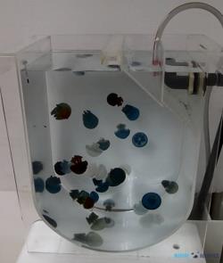 Holding tank for Jellyfish - size  L (95 liters)