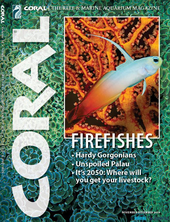 CORAL - FIREFISHES (NOV-DEC19)