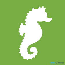 AF ICH Treatment (500ml)