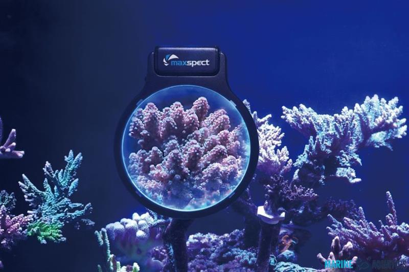 Maxspect Pastel Reef Magnifier - lupa velikosti M