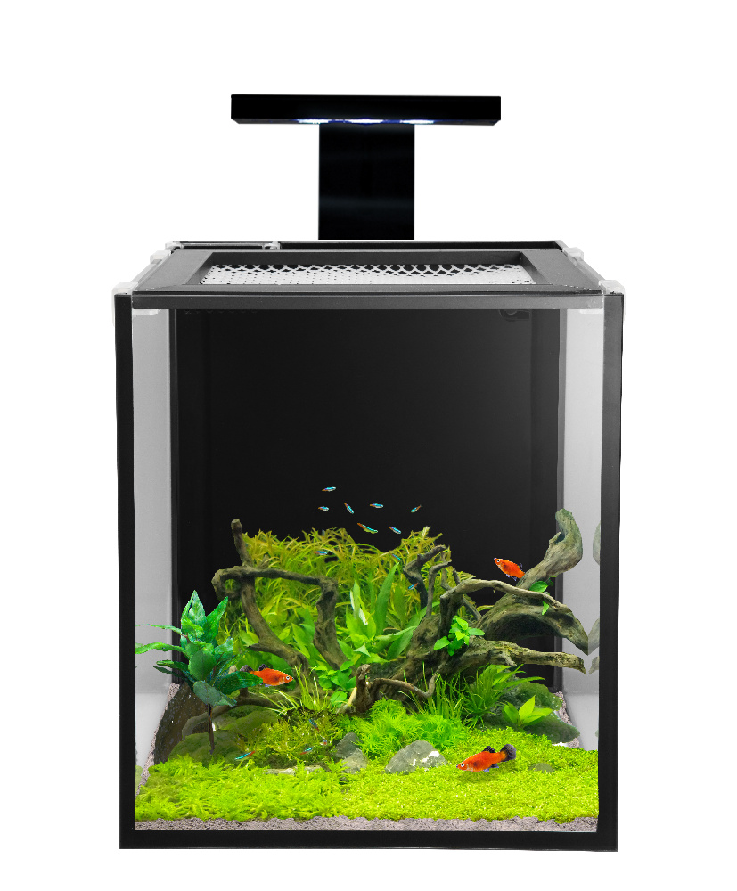 nuvo fusion10 skkye light