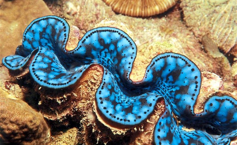 giant sea clam best