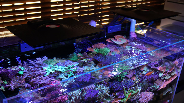 maxspect ethereal settings freshairsalon