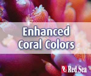 red sea reef foundation