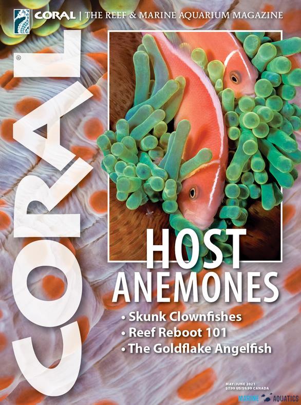 CORAL - Host Anemones (MAY-JUNE´21)