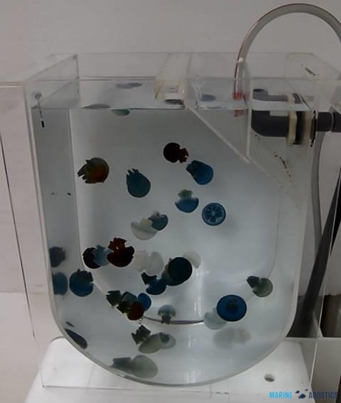 Holding tank for Jellyfish - size  S (17 liters)